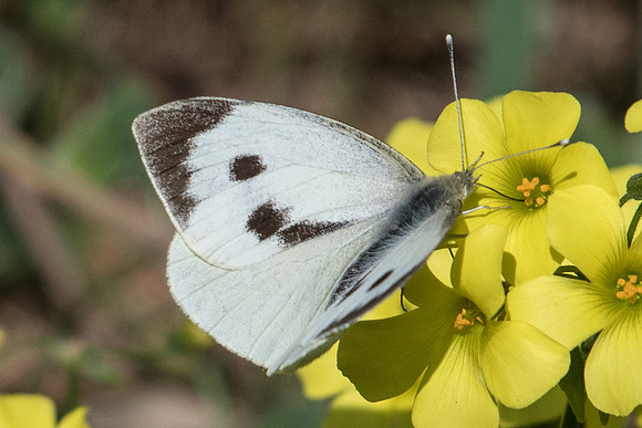 Pieris brassicae ♀-8590 - Conil de la frontera - 10/03/22