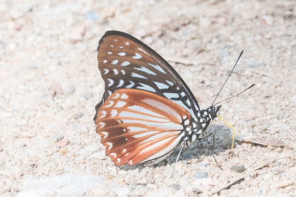 Hestinalis nama-2808 - Chiang Dao - 15/11/23