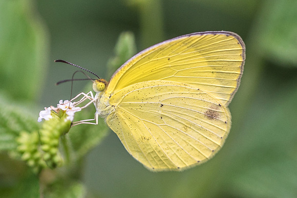 Eurema dina --5100 - Uxmal