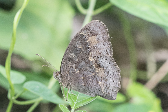 Mycalesis perseus-3631 - Chiang Rai - 20/11/23