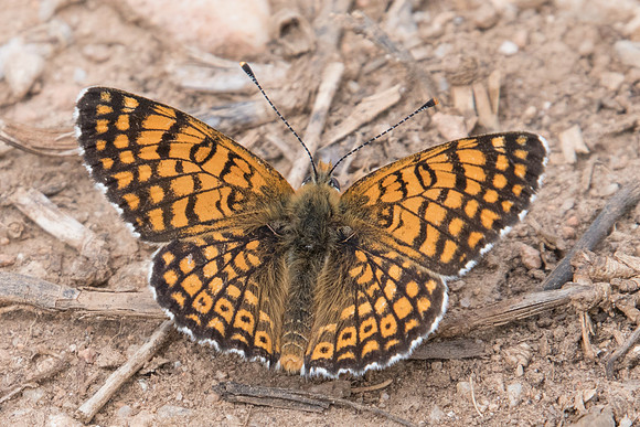 Melitaea cinxia-0004