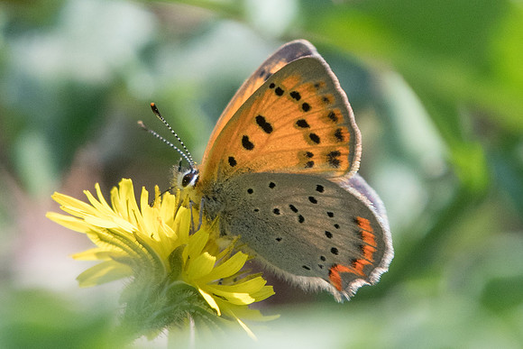 Lycaena ottomana-1225  - Alexandroupoli - 9/04/22