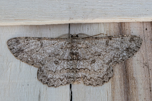 Hypomecis punctinalis-9595