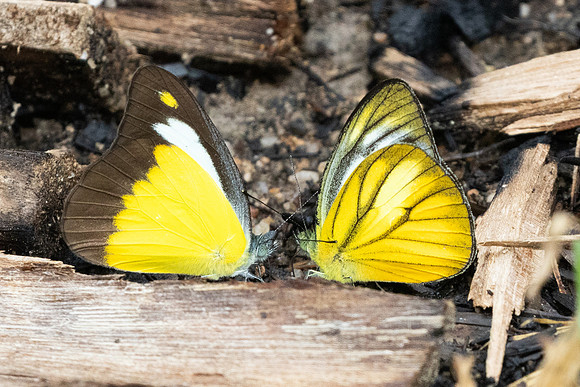 Cepora nadina et Appias lyncida-9009