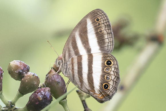 Pareuptychia ocirrhoe-5032