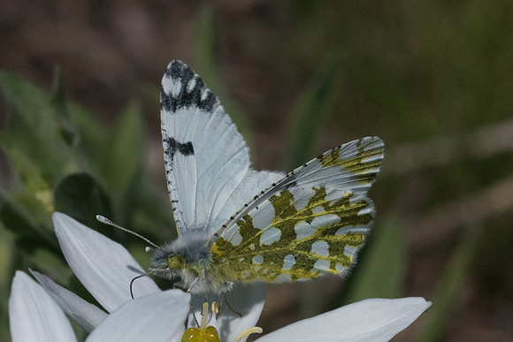 Euchloe ausonia-6917