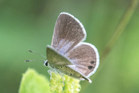Hemiargus ceraunus astenidas --2731