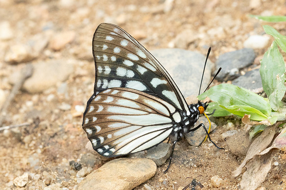 Hestina persimilis persimilis-2345 - Chiang Dao - 18/03/24
