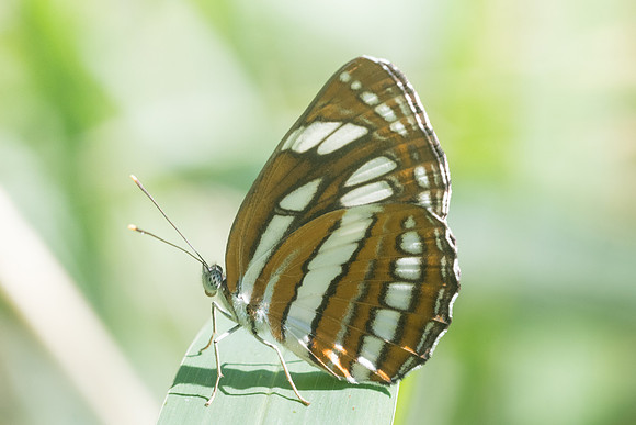 Neptis hylas-3444