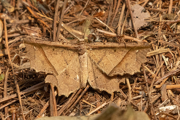 Menophra translineata-2959 - Doi Suthep 1577m - 21/03/25