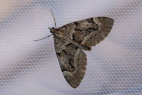 Epilobophora sabinata - 2223