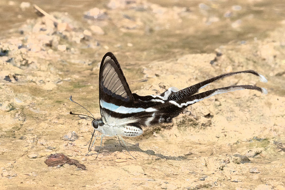 Lamproptera meges-1475 - Chiang Dao - 17/03/24