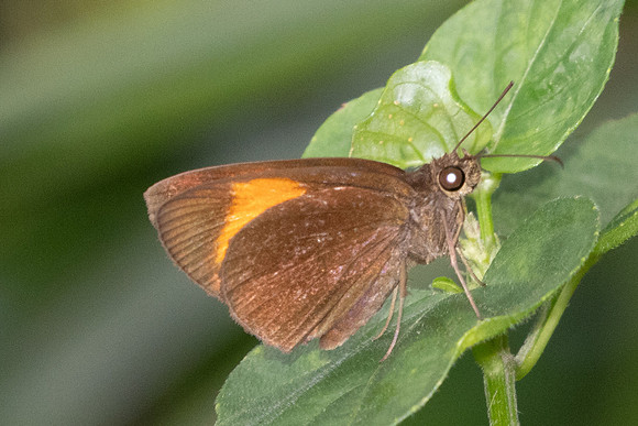 Koruthaialos rubecula-9330