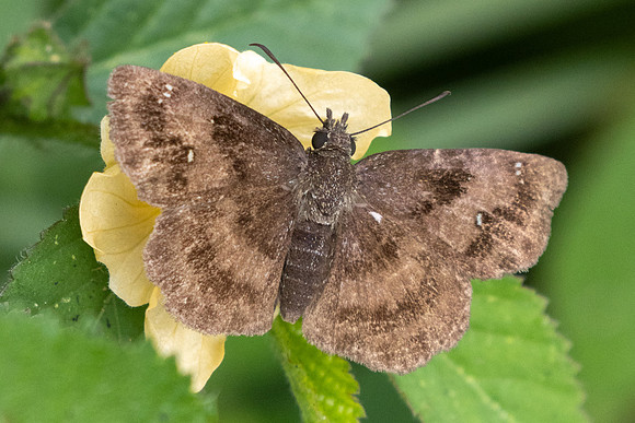 Staphylus ascalaphus-4576 - Chicamocha - 10/06/24