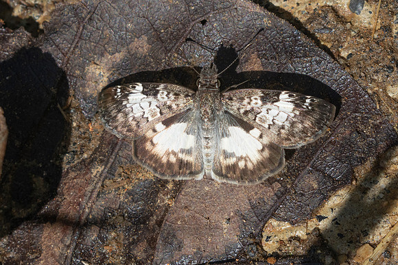 Chiomara asychis-4504