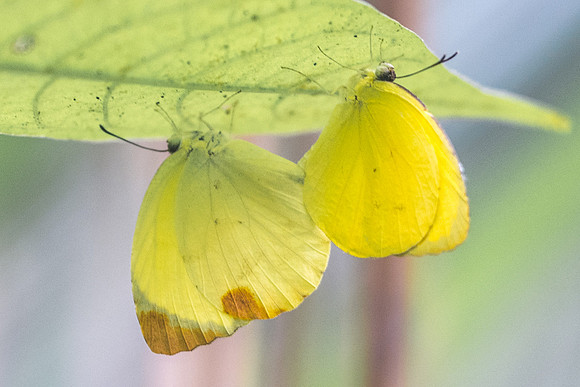 Eurema dina-3992 - Plage Amarte