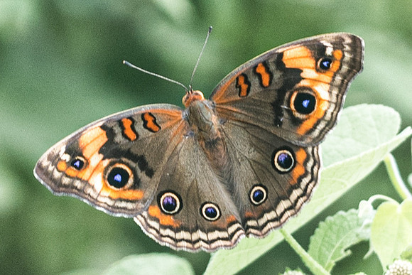 Junonia coenia-6465