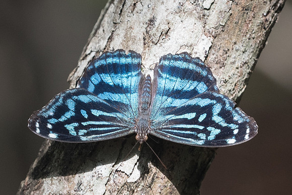 Myscelia ethusa-6393