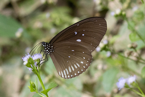 Euploea eyndhovii-6908 - Sepang - 30/03/25