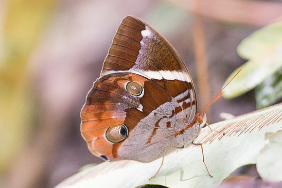 Thauria aliris pseudaliris-7190 - Khao Phanom Bencha National Park - 28/11/23