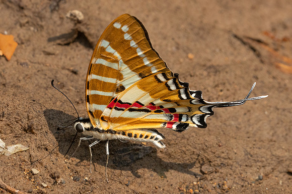 Graphium nomius-1272