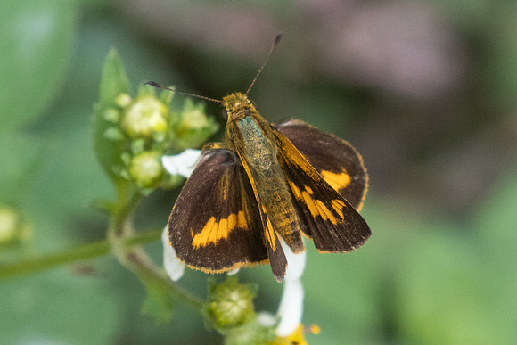Potanthus-3148