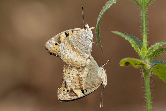 Junonia hierta-4236  - Fang Hot Springs - 21/03/24