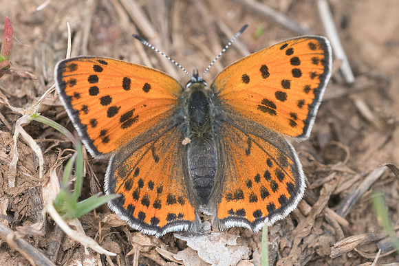 Lycaena thersamon-0470