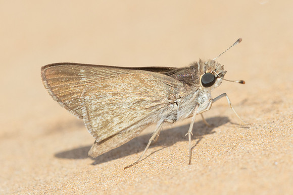 Gegenes nostrodamus-1284 - Antalya, Pergé - 18/09/24
