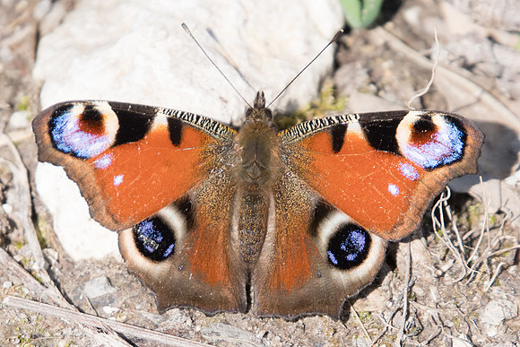 Aglais / Inachis io - 0337 - Fontainebleau -