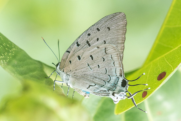 Pseudolycaena marsyas-6505- Xenote selva maya - 8/06/18