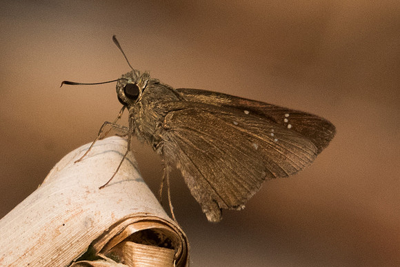 Caltoris sp-6986- Doi-Suthep - 10/03/23