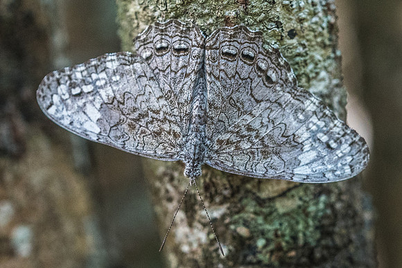 hamadryas glauconome-6370