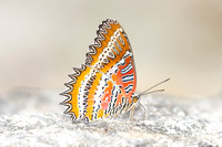 Cethosia biblis-3966- Doi Inthanon - 23/03/25