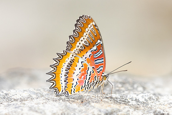 Cethosia biblis-3966- Doi Inthanon - 23/03/25