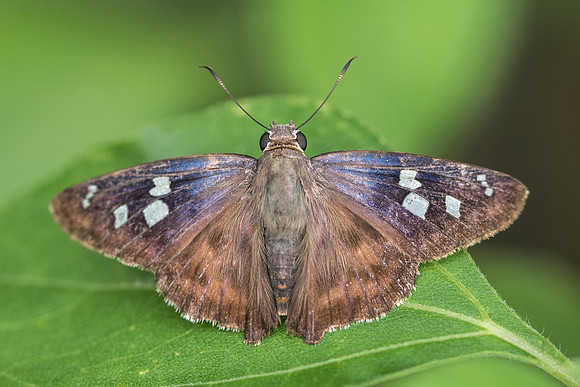 polygonus manueli-4396