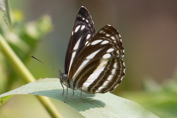 Neptis clinia-2940 - Doi-Suthep - 8/03/23