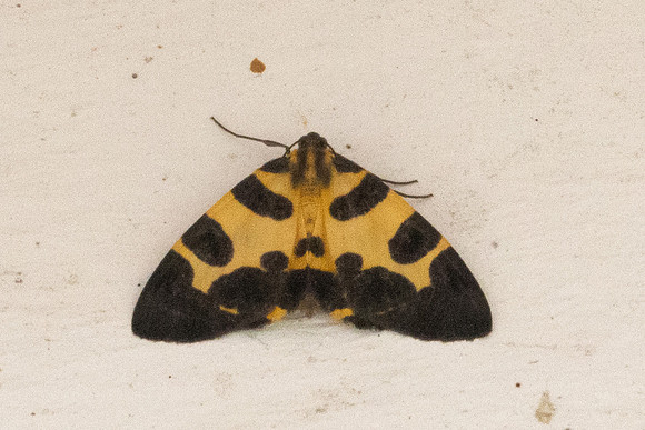 Pantherodes conglomerata nuit-6050