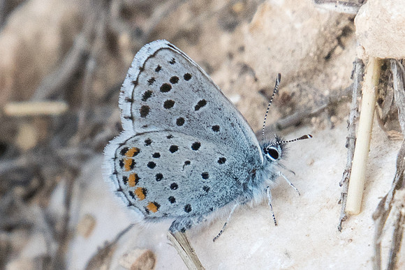 Pseudophilotes vicrama-7118