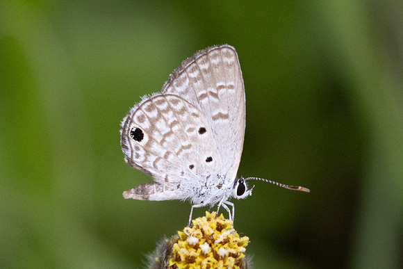Hemiargus hanno-9601