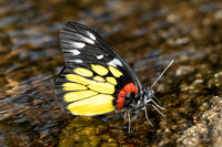 Délias pasithoe-5384 - Doi Suthep - 27/03/25