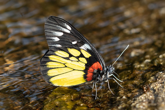 Délias pasithoe-5384 - Doi Suthep - 27/03/25