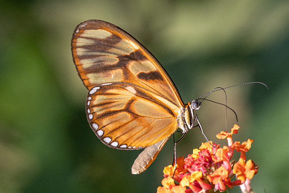 Athesis clearista-4079