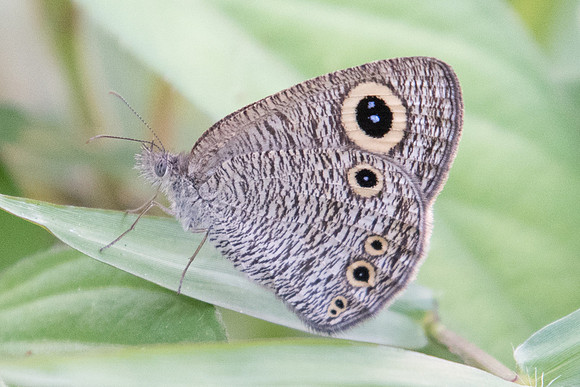 Ypthima huebneri -9700