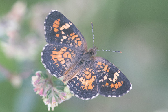 Phyciodes phaon-3429