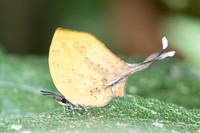 Yasoda tripunctata tripunctata -6349- Doi Suthep 1180m - 28/03/25
