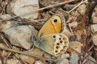 Coenonympha dorus-7828 - Castellet - 2/06/25