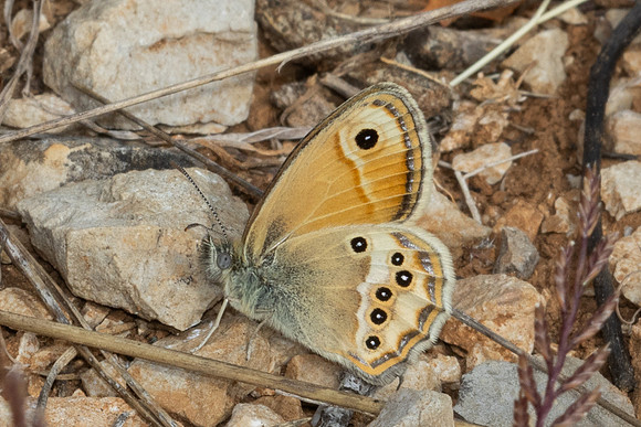 Coenonympha dorus-7828 - Castellet - 2/06/25