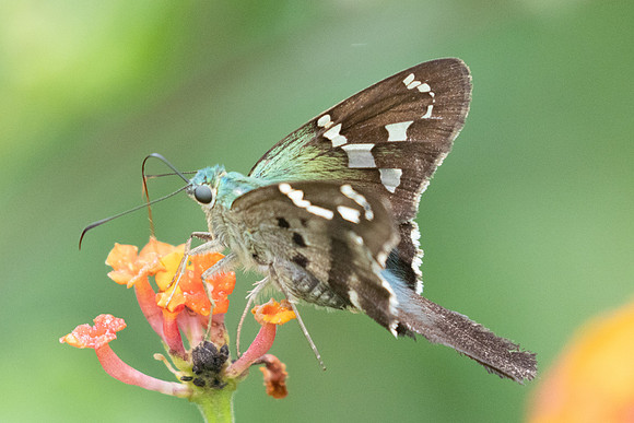 Urbanus proteus-2184 - Barichara - 9/06/24