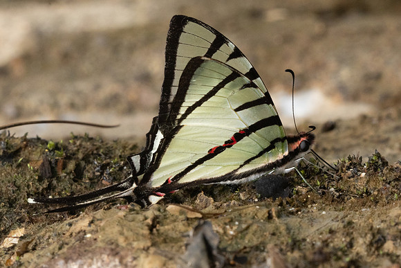 Graphium agetes-8506